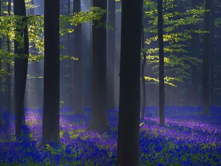 Soft carpet - trees, carpet, light, green