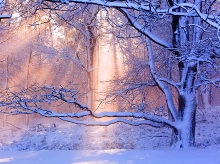 Breaking through - snow, trees, winter, light