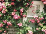 flowers on a house