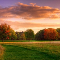 forest trees