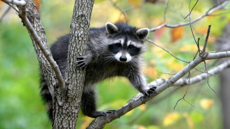 racoon - fun, racoon, animal, cool