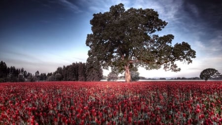 tree in a field - cool, field, fun, tree, nature