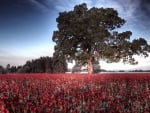 tree in a field