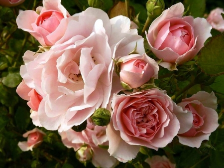 Roses of beauty - roses, flowers, beauty, pink