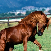 Arabian Stallion