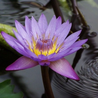 Water lily