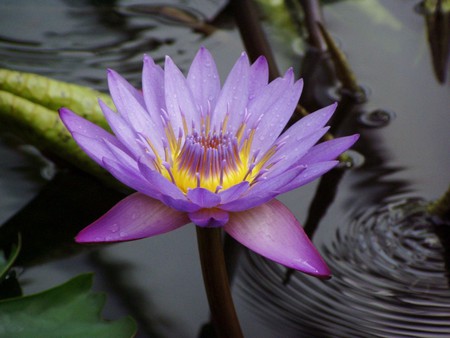 Water lily - flowers, water lily