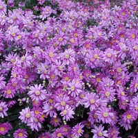 Purple flowers