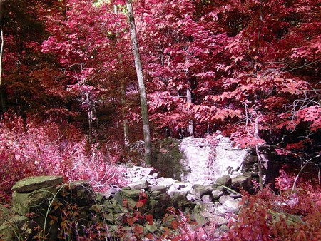 Pink forest - forests, 3d