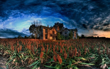 Corn Field - autumn, run down, sky, fall, harvest, home, clouds, corn, dilapidated, house, old, fields, stalks, nature, cloudy, leaves, flowers