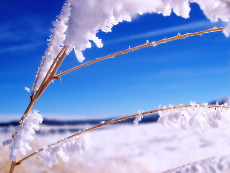 Ice White - ice, branch, winter, blue