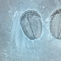 Trilobites