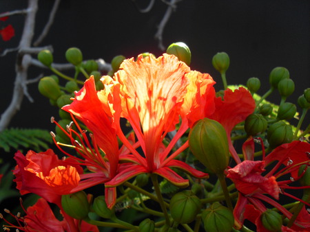 Flower in the sunlight - sunlight, red, green, flower, plant