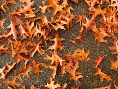 Leaves On The Walk - nature, pavement, walk, other, leaves