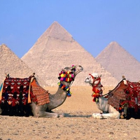 Camels at Giza