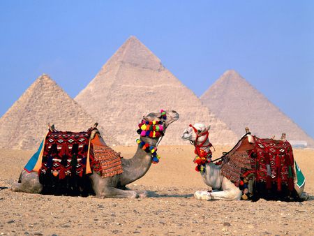 Camels at Giza - camels, egypt, pyramid, picture, giza, camel, cool, camels-in-egypt, parking lot