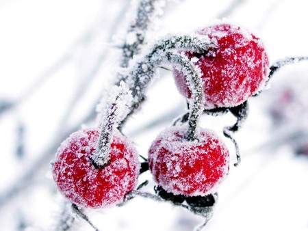 Frozen cherries - cherries, white, three, cold, green, food, frozen, winter, cherry, fruit, nature, red, snow, beautiful, sweet, icedrop, november