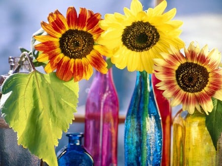 colorful sun flowers - yellow, blue, brown, beautiful, sun flowers, orange, leaves, flowers, colorful, nature, red, green, glass