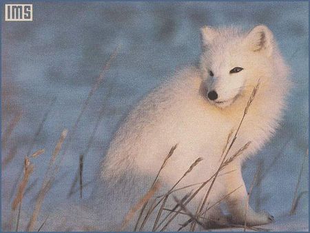 Arctic Fox - white, fox, nature, snow, arctic