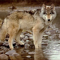 Timber Wolf in Water