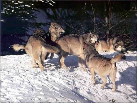 Wolf Pack - nature, wolves, snow, pack