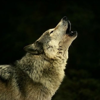 Wolf Howling