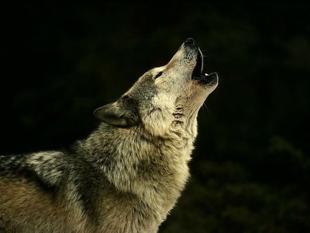 Wolf Howling - baying, nature, howling, wolves