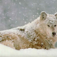 Snow Wolf