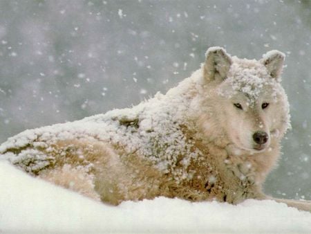 Snow Wolf - snow, cold, nature, wolves