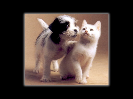 Kitten and puppy - dogs, cats