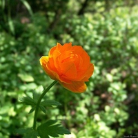 Orange rose