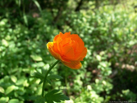 Orange rose - flowers, roses