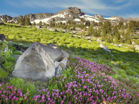 Mountains and flowers - mountains, nature