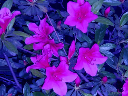 Azaleas - flowers, pink