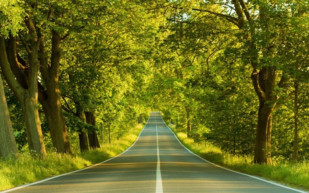 ROAD THROUGH THE WOODS - narrow, trees, green, road, forest