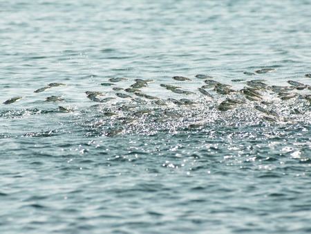 jumping fish - fish, waterlife, jumping fishes, red sea