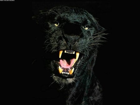 ferocious panther - black, vicious, panther, wild