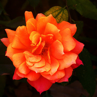 Orange flower