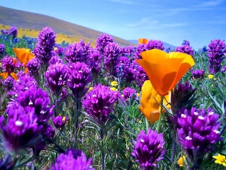 Purple & yellow - colors, flowers