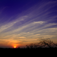 Mopani Sunset