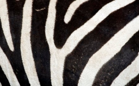 Zebra Pattern - pattern, zebra, desktop, stripes