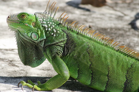 Wild iguana posing inside of an empty pool - adult, south florida, picture, pool, green, wild iguana, reptiles