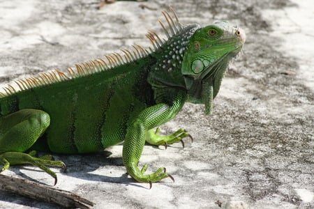 Wild iguana posing inside of an empty pool