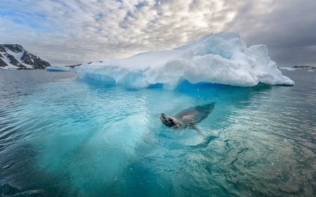 Crabeater Seal - ice, ocean, crabeater seal, water, iceberg, fauna, wild, animal, seal