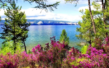 Lovely Riverbank - lake, trees, summer, shore, nature, reflection, blue, river, flowers