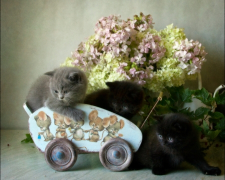 Still Life - flowers, cats, still life, animals