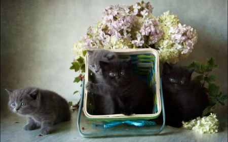 Still Life - flowers, cats, still life, animals