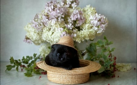 Still Life - hat, flowers, still life, cat, animals