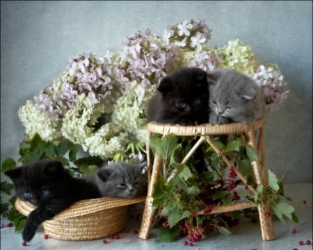 Still Life - flowers, cute, still life, cat, animals