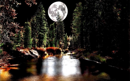 Moonlit in Forest - moonlit, trees, nature, night, forest, reflection, sky